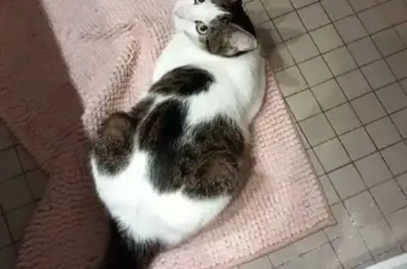 Animaux perdus Colombes, photo: Chat tigré perdu à Colombes