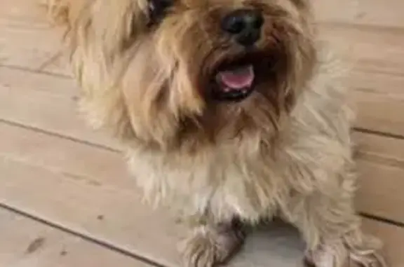 Chien trouvé , photo: Chien mâle docile trouvé à Cheppes