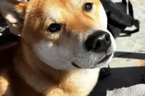 Shiba fauve perdu à Gorbio - photo