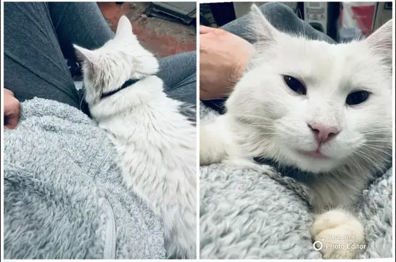 Lost White Cat Fluff - Grey Tail | East High St
