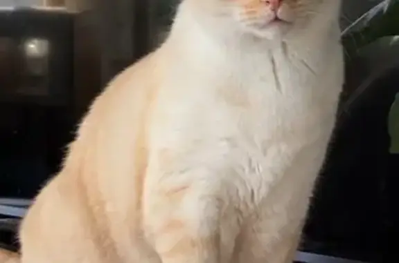 Help Find Seymour: Lost Cream Cat with Blue Eyes!