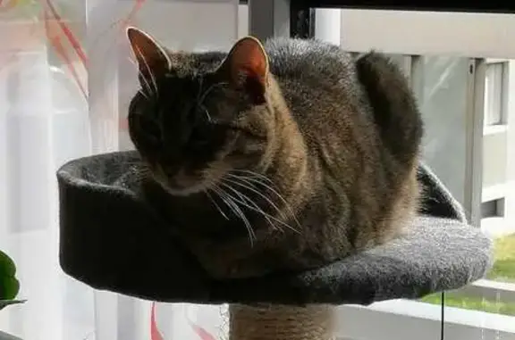 Chat perdu, , photo: Chatte Tigrée Perdue - Les Ducs