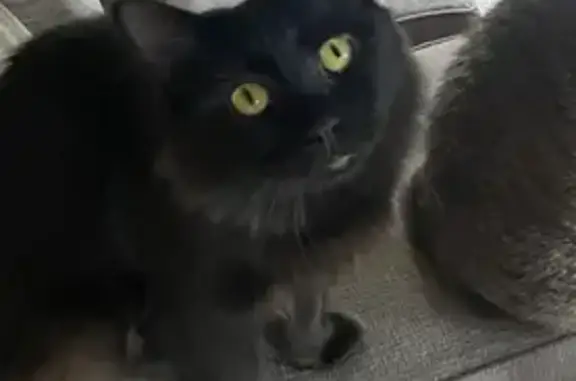 Lost Deaf Cat: Black, Long-Hair, Green Eyes - $100 Reward!