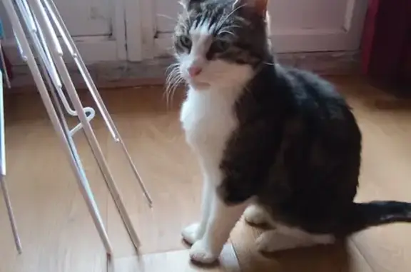 Chat sociable gris trouvé à Sceaux - photo