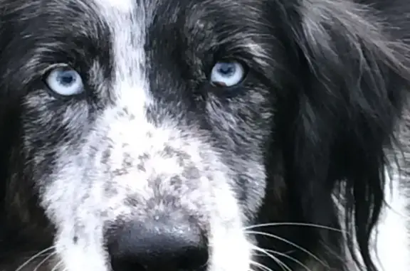 Animaux perdus Nîmes, photo: Chien Border Collie perdu à Nîmes