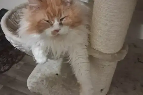 Animaux perdus Gisors, photo: Chat Maine Coon perdu à Gisors