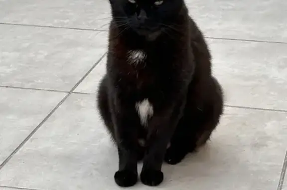 Chat perdu, Montluel, photo: Chat noir perdu, récompense!
