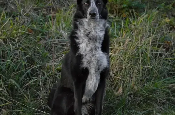 Chien perdu Pacy-sur-Eure, photo : Chienne NAURA perdue à Pacy