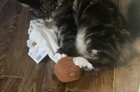 Animaux perdus Melgven, photo: Chatte Tonka Maine Coon perdue