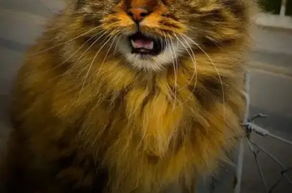 Chat Angora Perdu à Serquigny 27470 - photo