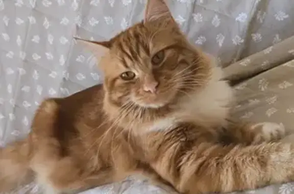 Animaux perdus Rombas, photo: Chat mi-long perdu à Rombas