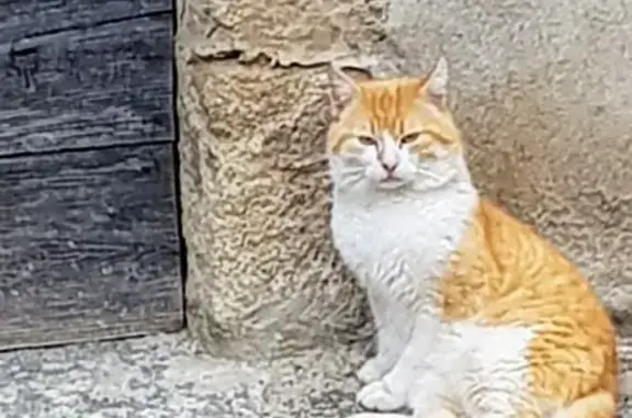 Chat roux blessé conduit au véto - photo