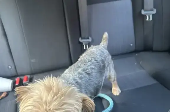 Found Dog: Sweet, Groomed, Docked Tail - Help!