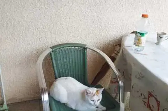 Chat blanc-marron trouvé à Chambéry - photo
