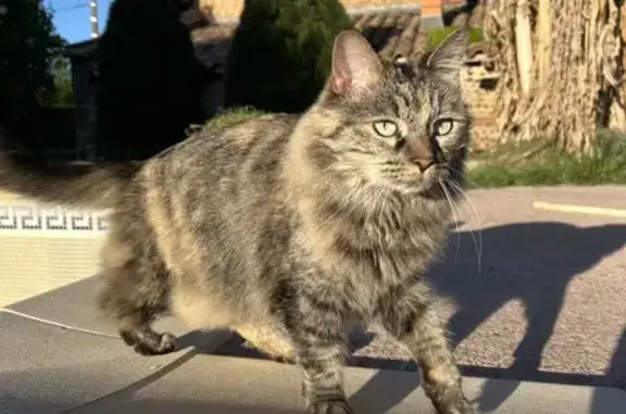 Animaux perdus Montech, photo: Chatte Gaïa perdue - Montech