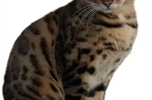 Lost Bengal Cat: Blonde/Brown Spots - Ladysmith