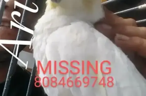 Lost pets Kapolei, photo: Lost Cockatoo Ariel in Kapolei - Help Find Her!