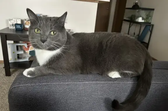 Lost Grey & White Cat - Vista Gahanna!