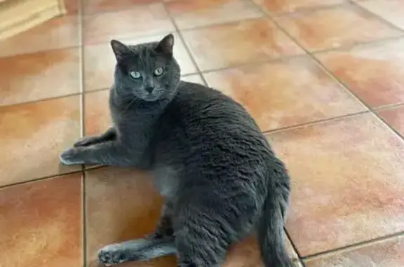 Animaux perdus Tours, photo: Chat gris imposant perdu à Tours