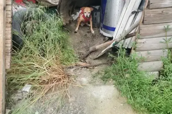 Chien perdu à Buchelay retrouvé - photo