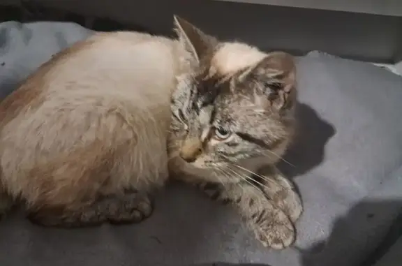 Chat siamois gestant trouvé - photo