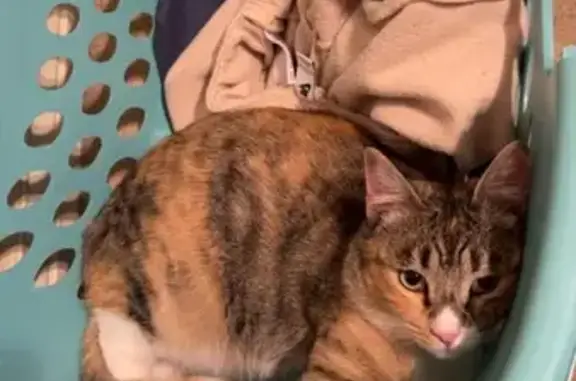 Lost Calico Cat in Flagstaff - Help Find Her!