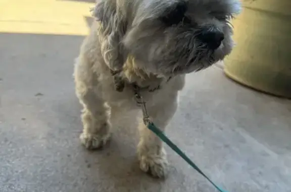 Lost Shih Tzu Found on W Maryland Ave!