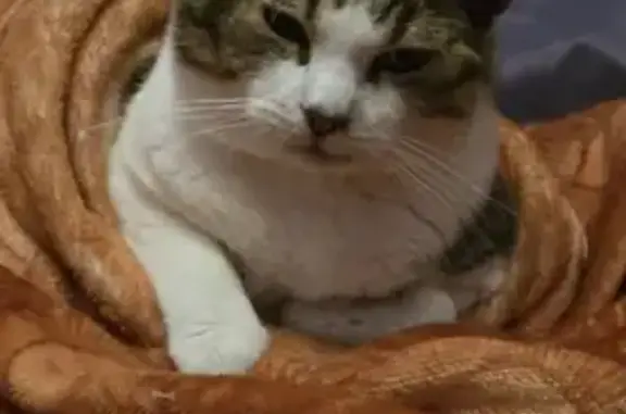 Chat perdu, Haspres, photo: Chat ataxique perdu à Haspres