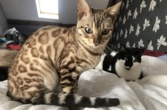 Chat perdu, Retiers, photo: Chat Bengal perdu: femelle, 13 mois