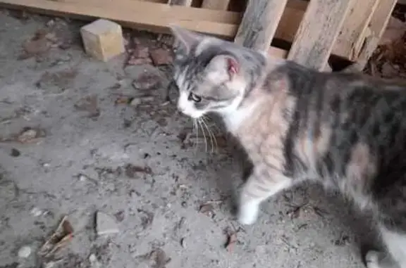 Trouvée: Chatte tricolore à Gouvieux - photo