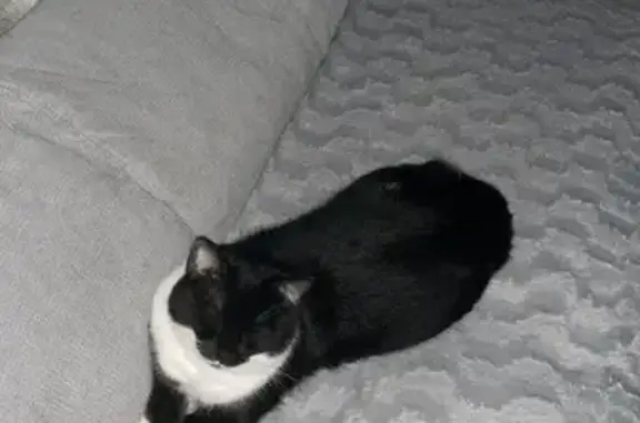 Chat perdu, Avesnes-le-Sec, photo: Chat perdu: Tartine, petite et pucée
