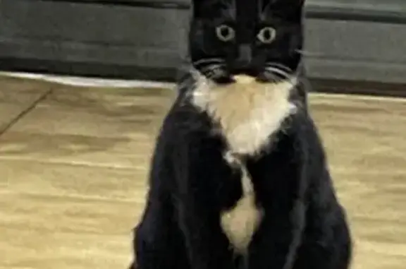 Animaux perdus Aulnoye-Aymeries, photo: Chatte noire perdue à Aulnoye