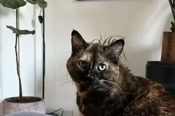 Chat perdu, Crespin, photo: Chatte écaille disparue à Crespin