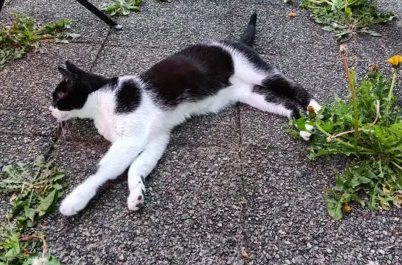Animaux perdus , photo: Chat noir et blanc perdu à Cherbourg