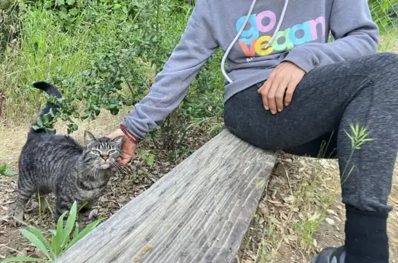 Found: Sweet Tabby in Topanga...