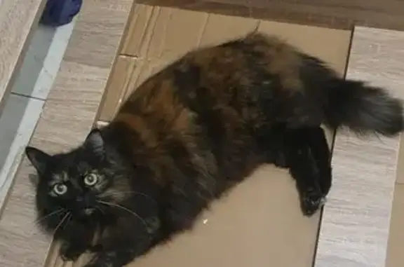 Animaux perdus Bayonne, photo: Chatte écaille perdue à Bayonne