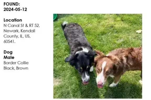 Found Pair of Male Collies on N. Canal St.