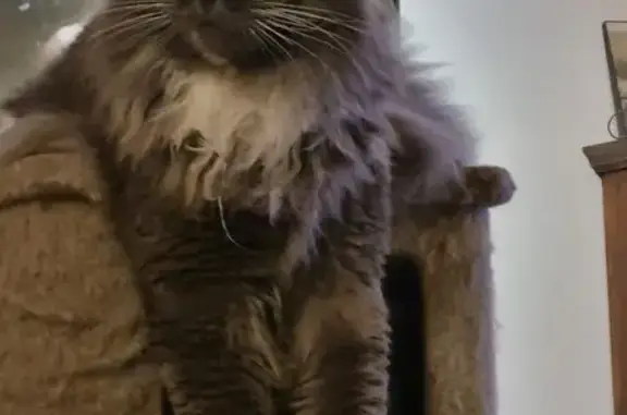 Animaux perdus Trégunc, photo: Chat Maine Coon perdu à Trégunc
