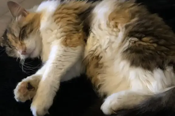 Animaux perdus , photo: Chat perdu à Larnage, impasse 35