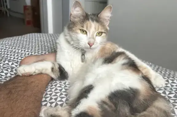 Animaux perdus Aléria, photo: Chat Calico docile perdu à Aléria