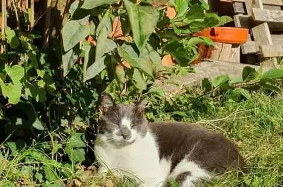 Animaux perdus , photo: Chat gris-blanc perdu au Chesnay