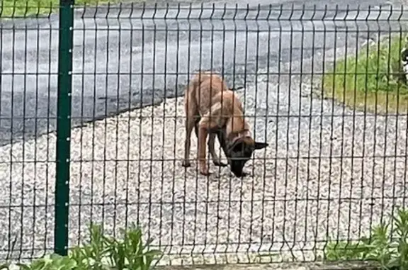 Chien Malinois maigre trouvé - photo
