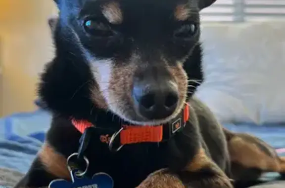 Lost Black Chihuahua in Vegas - Help Find Dobie!