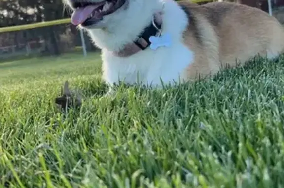 Lost Corgi in Columbus - Pink Collar & Unique Toe!