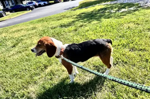 Found Beagle: Sweet & Friendly - Ivy Gates!