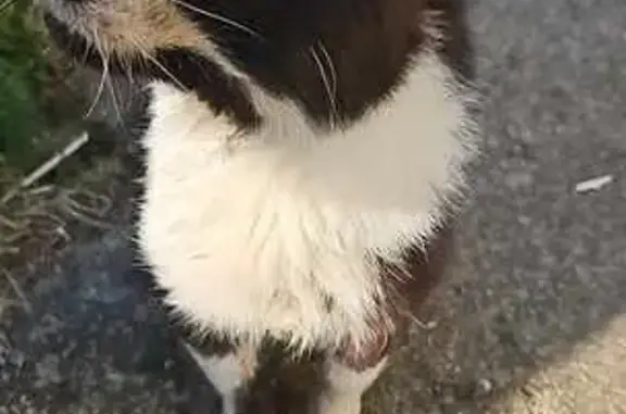 Chat noir et blanc trouvé à Saint-Avé - photo