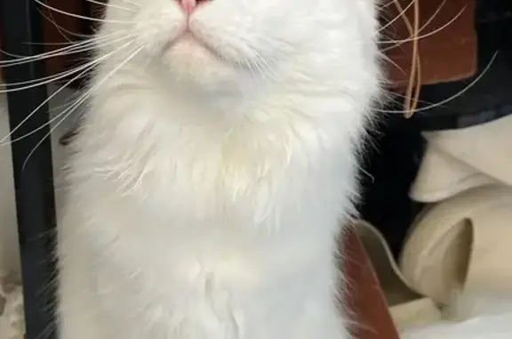 Chat perdu, Millas, photo: Chatte blanche perdue à Millas