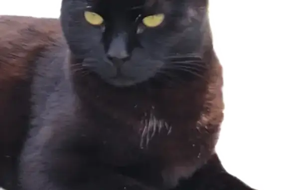 Animaux perdus , photo: Chatte noire perdue - Tilleroyes