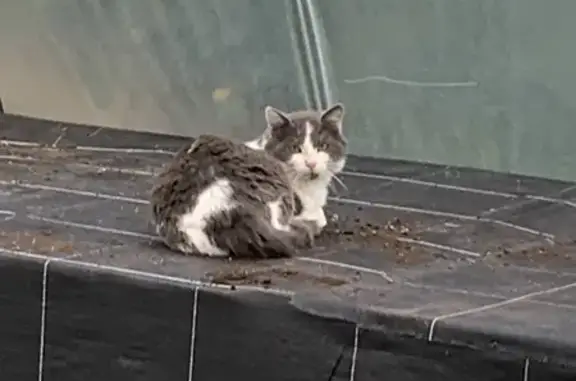 Chat perdu à Auffargis retrouvé - photo