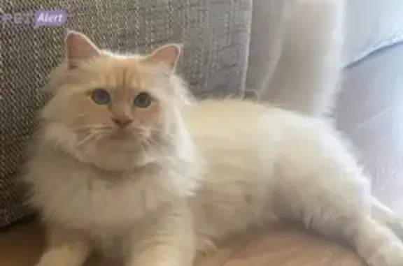 Animaux perdus Frontignan, photo: Chat Timba perdu à Frontignan